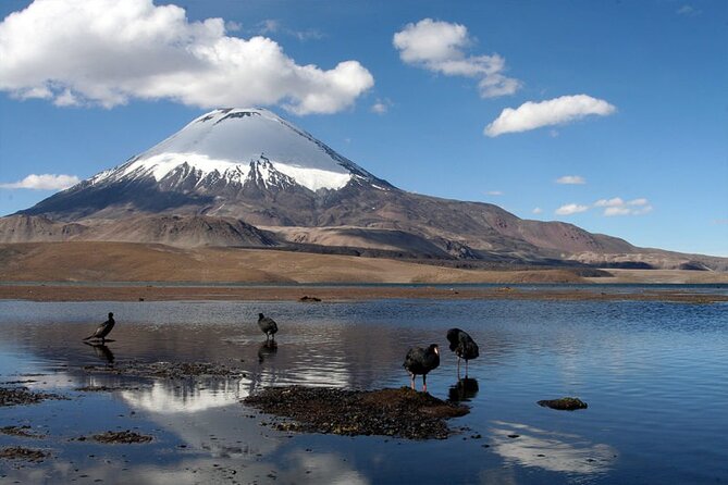 Chungará Lake & Lauca Park Tour from Arica with Lunch - Key points to know before booking