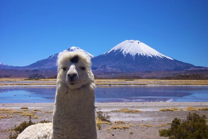 Chungará Lake & Lauca Park Tour from Arica with Lunch - Lauca National Park is the day’s big natural stage