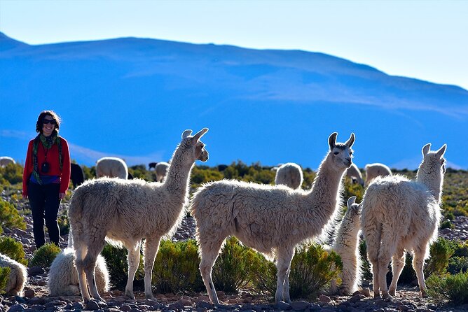 Chungará Lake & Lauca Park Tour from Arica with Lunch - Poconchile adds a quiet 17th-century pause