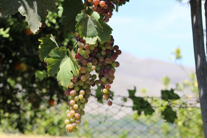 Classic Elqui Valley (Between vineyards and fruit trees) - Puclaro Reservoir and the first wide views