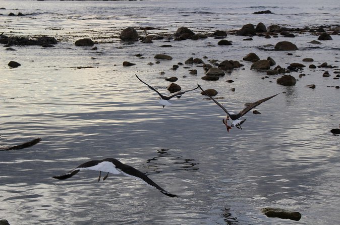 Coastal Hike in Zapallar and Cachagua Nature and Gastronomy - What the $300 price really buys you