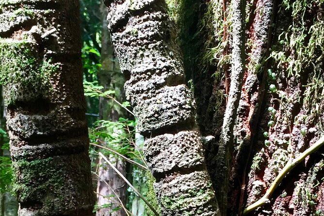 Cochamo Hike Day trip. - Rivers, Rock Formations, and Native Forest
