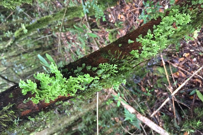 Cochamo Hike Day trip. - Timing, Group Size, and the Return to Puerto Varas