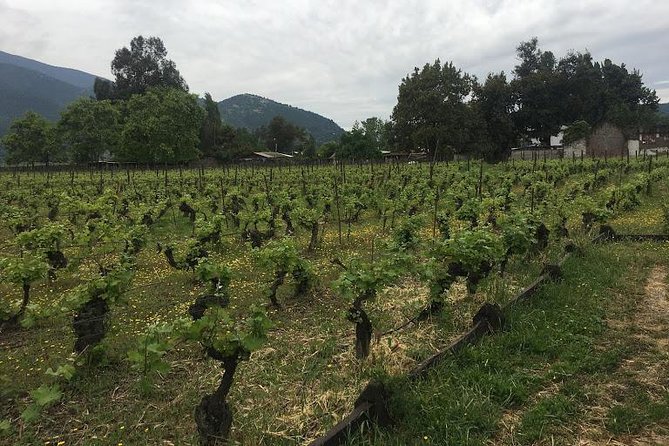 Colchagua Valley - Who will enjoy this day most?