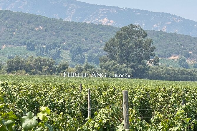 Colchagua Valley Private Tour: Montes + Clos Apalta - Rayuela at Viu Manent gives the day a proper meal