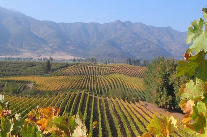 Colchagua Valley Viñas Viu Manet and Montes Alfha - Starting at 7:30 a.m. from Santiago
