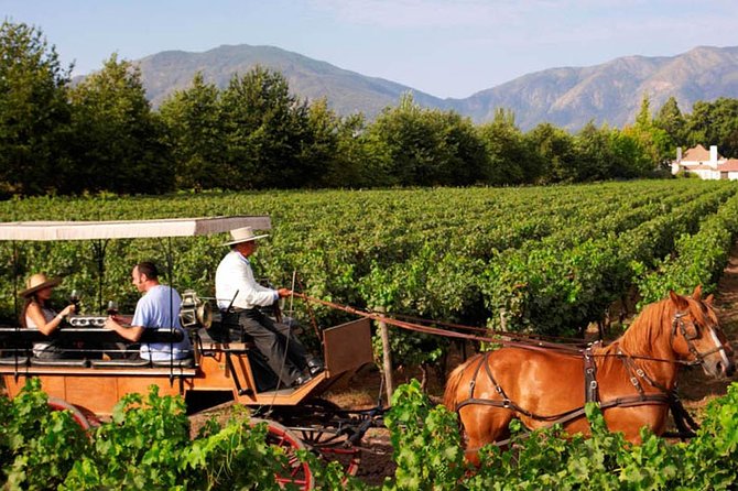 Colchagua Valley Viñas Viu Manet and Montes Alfha - Viu Manent: carriage wheels, Malbec, and a five-wine tasting