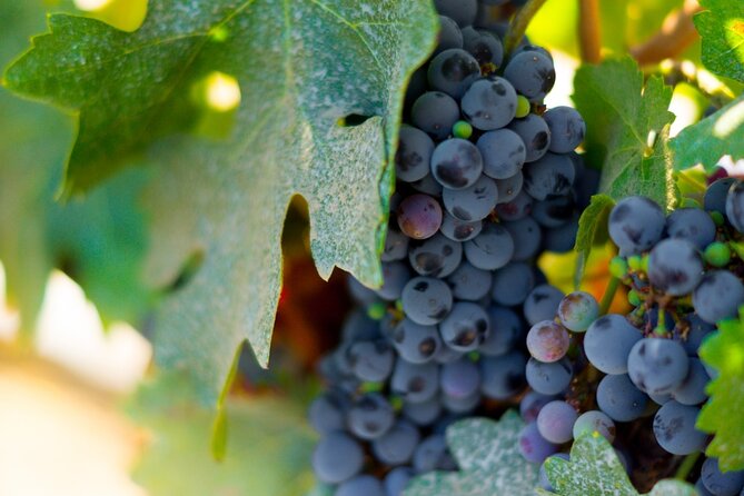 Concha y Toro Vineyard - Key points to know before booking