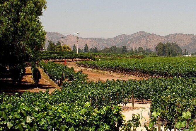 Concha y toro vineyard tour - Key Details Before You Book