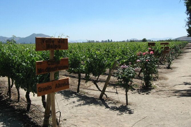 Concha y toro vineyard tour - What the Guide and Driver Add