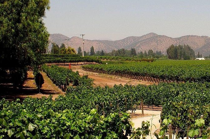 Concha y toro vineyard tour - How Much Time You Really Get