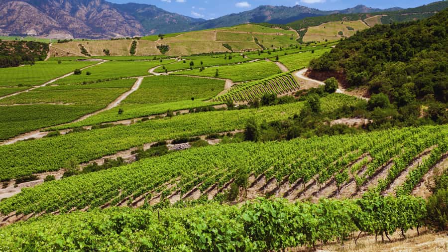 CONCHA Y TORO WINERY - TOUR : CHILE - Key points at a glance