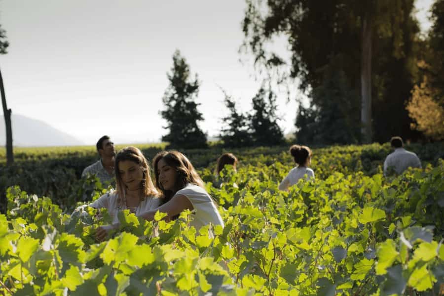 CONCHA Y TORO WINERY - TOUR : CHILE - From Santiago to the Maipo Valley