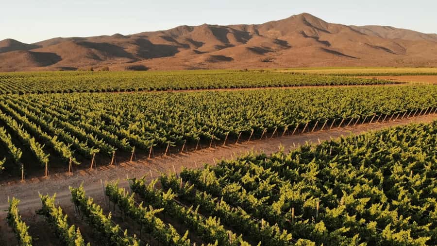 CONCHA Y TORO WINERY - TOUR : CHILE - The Casillero del Diablo story