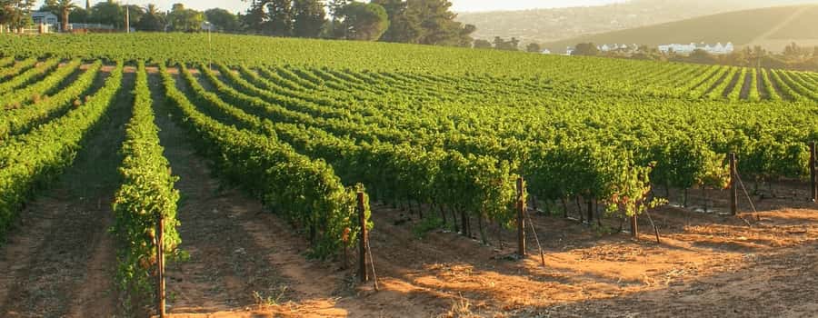 CONCHA Y TORO WINERY - TOUR : CHILE - Festivals and seasonal activities