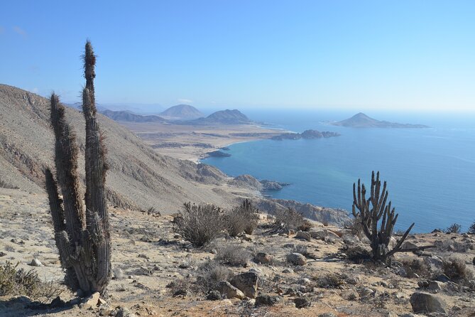 Costa DE Desierto Atacama : La Serena-Llanos del Challe-Pan de Azucar - Why this route is worth the long day