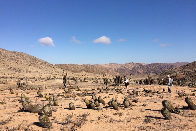 Costa DE Desierto Atacama : La Serena-Llanos del Challe-Pan de Azucar - Bahía Inglesa’s pale coast and local stalls