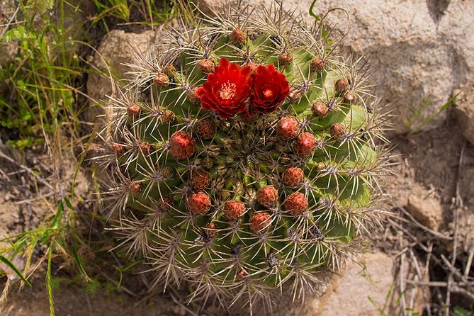 Darwin's Route: Traversing the Chilean Palm Forest - Key Details Before You Book