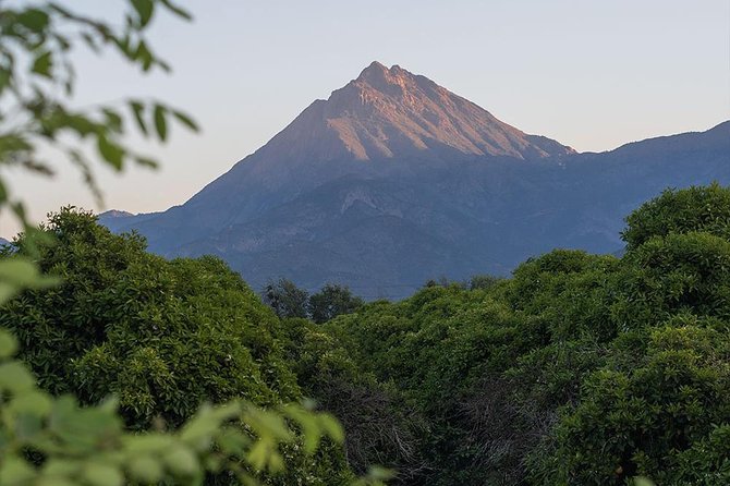 Darwin's Route: Traversing the Chilean Palm Forest - Why La Campana Makes This Day Special