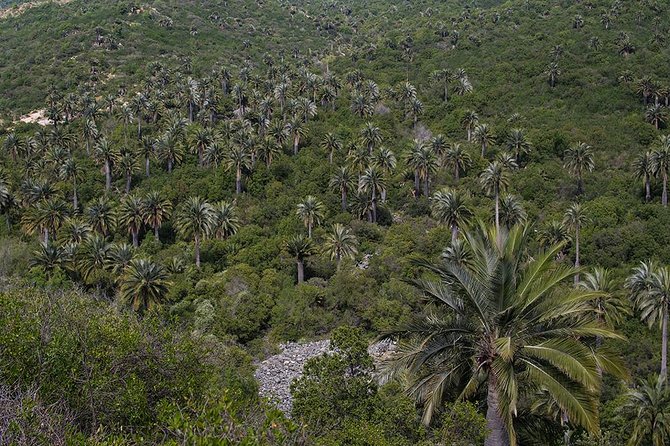 Darwin's Route: Traversing the Chilean Palm Forest - Ocoa Hill Pass and the Best Lunch Stop