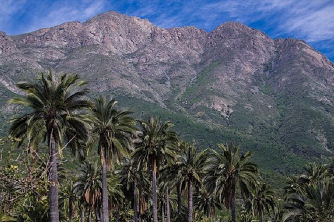 Darwin's Route: Traversing the Chilean Palm Forest - The 5.5 Kilometer Descent Toward Olmué