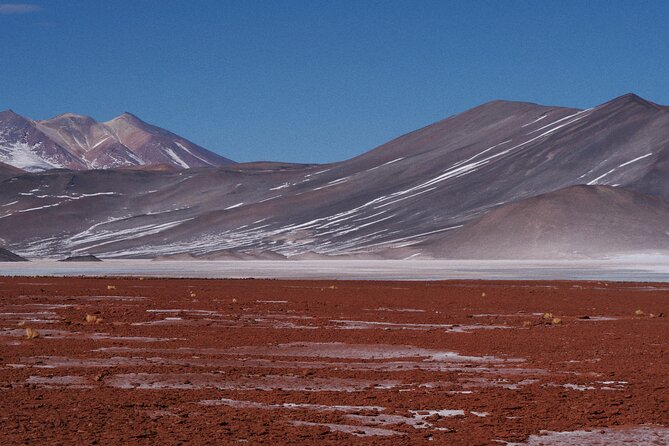 Day Tour to Piedras Rojas and Altiplanic and Chaxa Lagoons - Three types of flamingos at Reserva Nacional de Flamencos