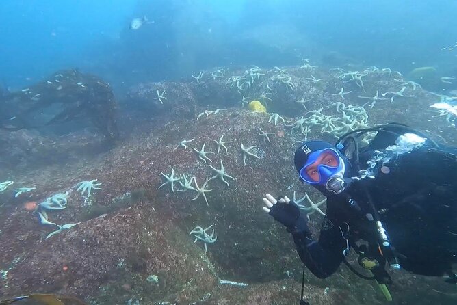 Diving excursion in Quintay - From Valparaíso to Quintay’s small Pacific bay