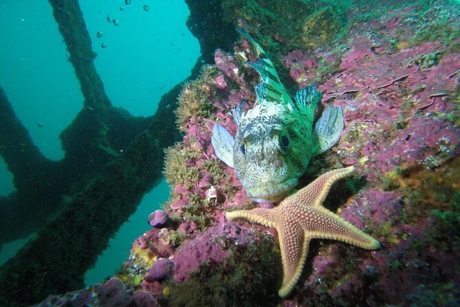 Diving excursion in Quintay - Is $250 a fair price?
