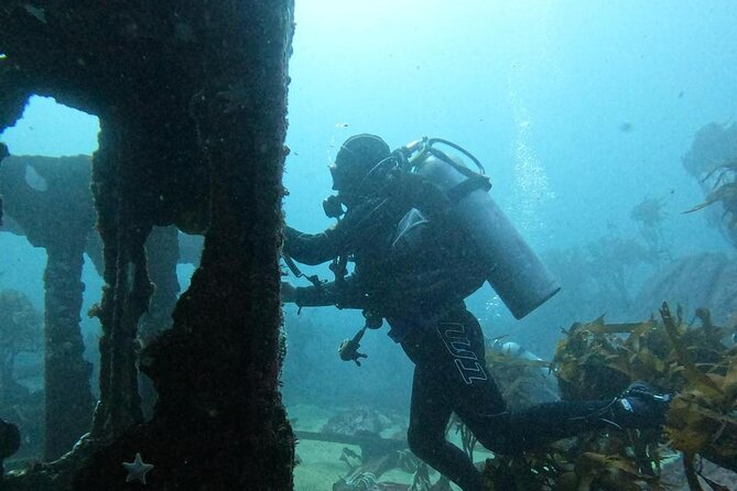 Diving excursion in Quintay - What the Pacific experience is like below the surface