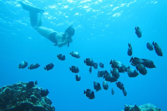 Easter Island Snorkeling on Coral Reefs - Key things to know before you book