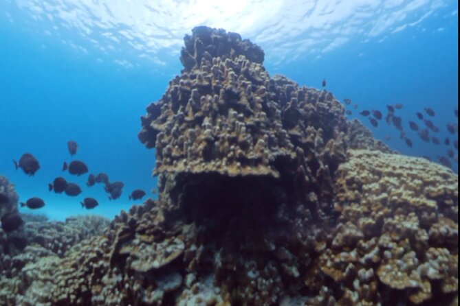 Easter Island Snorkeling on Coral Reefs - A small group with private transport