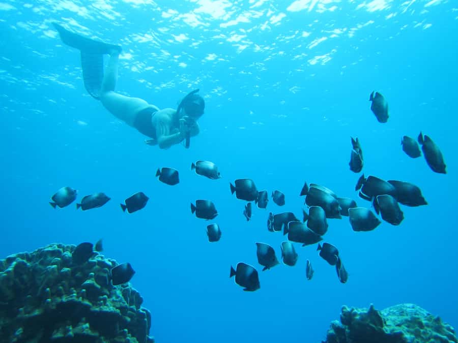 Easter island: Snorqueling tour on coral reefs - Key points to know before booking