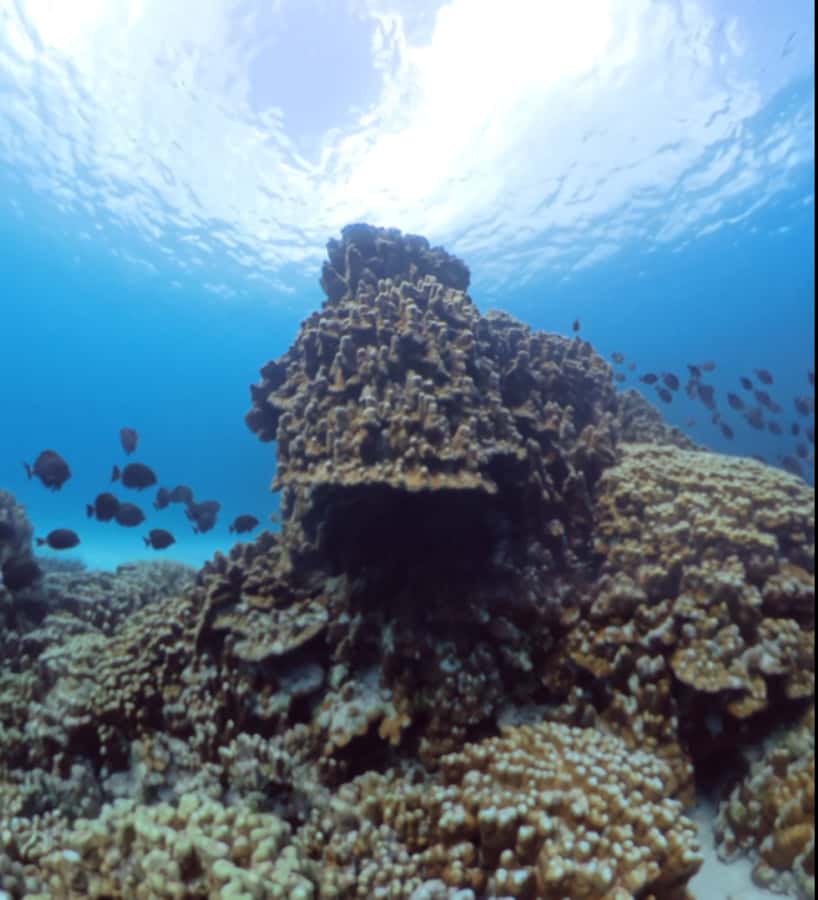 Easter island: Snorqueling tour on coral reefs - The main limitations to consider