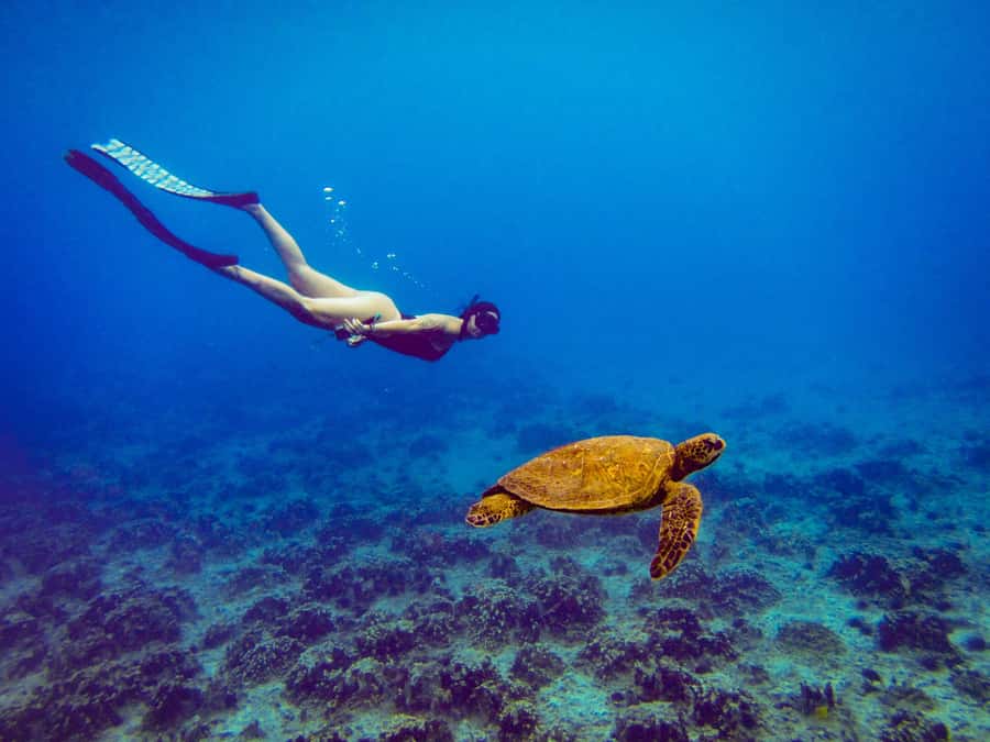 Easter island: Snorqueling tour on coral reefs - Hanga Roa pickup keeps the morning simple
