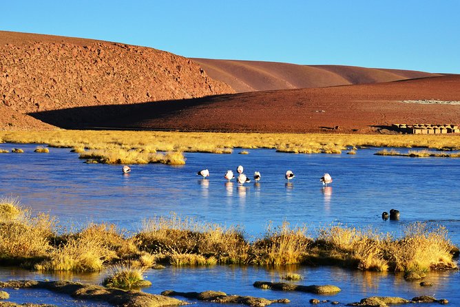 El Tatio Geysers Tour from San Pedro de Atacama - The return to San Pedro and the real value of the tour