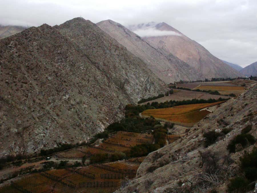 Elqui Valley Ancestral Wines, Piscos, Food and Monuments - Papayas Olivier and Vineyard Felarnia