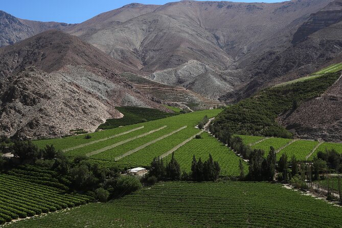Elqui Valley : Special for Cruises from Port in Coquimbo - Is $140 Good Value From a Cruise Ship?