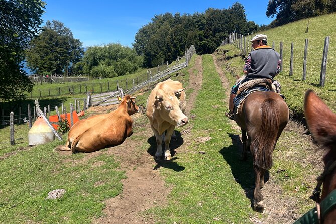 Esperanza Valley Horse ride. - The Petrohue River lookout