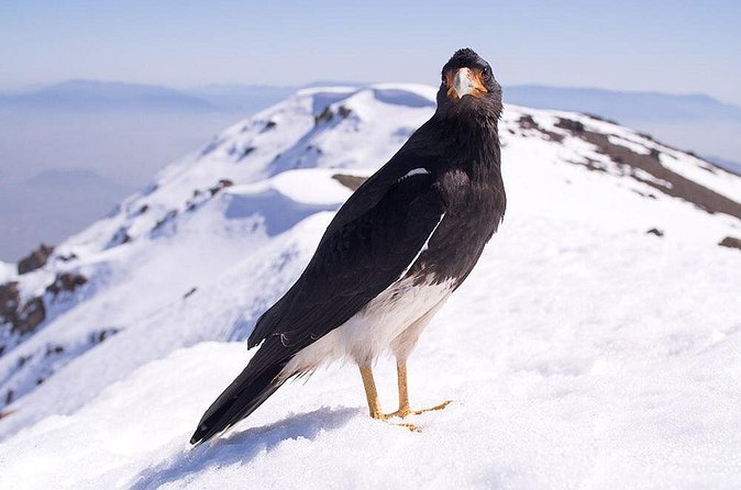 Experience Wildlife Encounter in Provincia Mountain of Chile. - The return and the reality of an 11-hour day