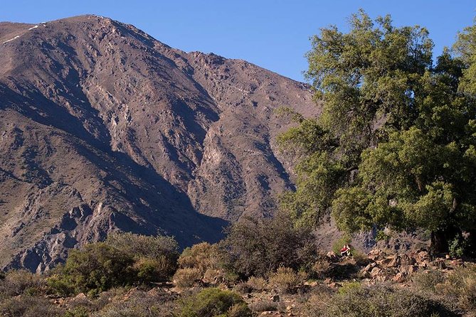 Experience Wildlife Encounter in Provincia Mountain of Chile. - The first climb through Chilean sclerophyllous forest