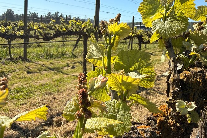 Forest Houses Tour with Tannin Lunch and Selected Tasting - The 45-minute selected tasting