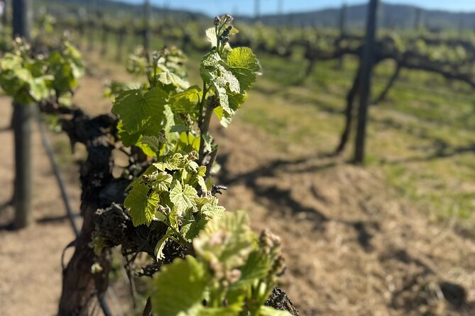 Forest Houses Tour with Tannin Lunch and Selected Tasting - Starting from Santiago with a hotel pickup
