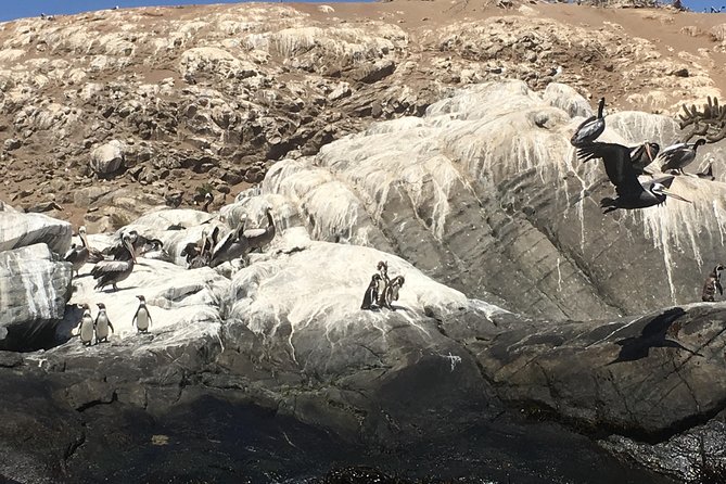 Fr STGO: WILD PENGUINS, SEALION, SANDBOARD, PARAGLIDING & PICNIC - Starting Out Through Valparaiso and Viña del Mar