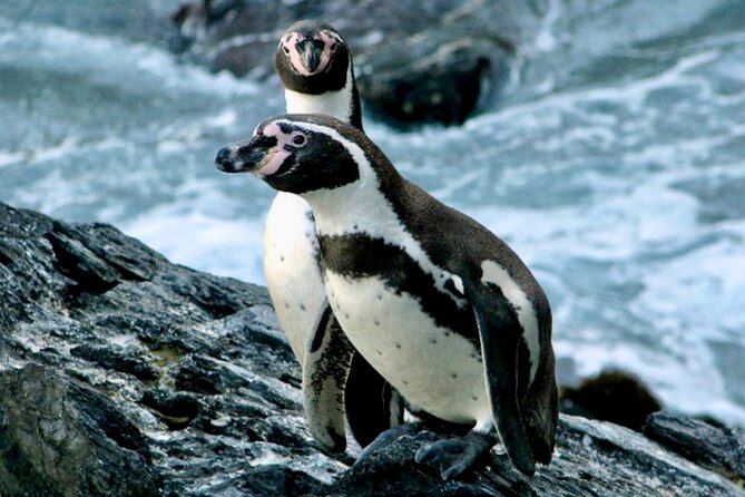 Fr VALPO: WILD PENGUINS, SEALION, SANDBOARD, PARAGLIDING & PICNIC - The day in six quick points