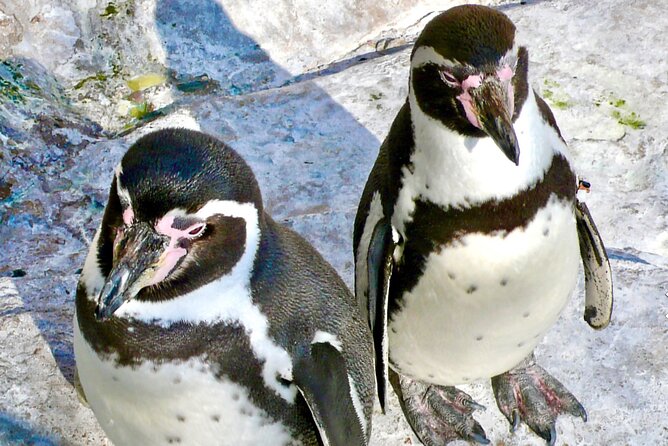 Fr VALPO: WILD PENGUINS, SEALION, SANDBOARD, PARAGLIDING & PICNIC - Why this Valparaíso day trip works