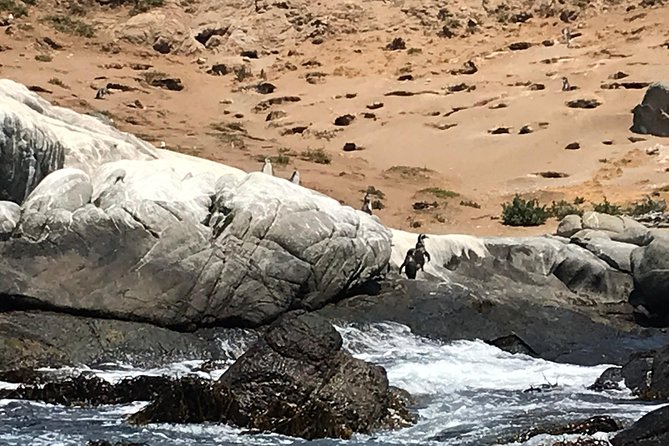 Fr VALPO: WILD PENGUINS, SEALION, SANDBOARD, PARAGLIDING & PICNIC - The small boat ride to Isla Cachagua
