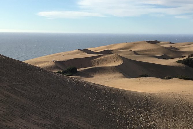 Fr VALPO: WILD PENGUINS, SEALION, SANDBOARD, PARAGLIDING & PICNIC - How much value do you get for $250?