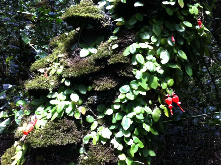 Fray Jorge ice-age relict forest UNESCO National Park - Why Fray Jorge Forest feels so improbable