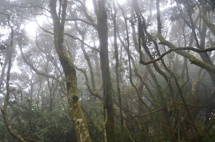 Fray Jorge ice-age relict forest UNESCO National Park - Coquimbo begins the scenic route