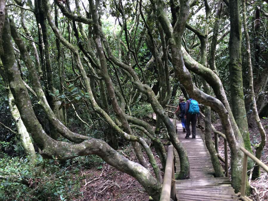 Fray Jorge ice-age relict forest UNESCO National Park - How the $260 price holds up